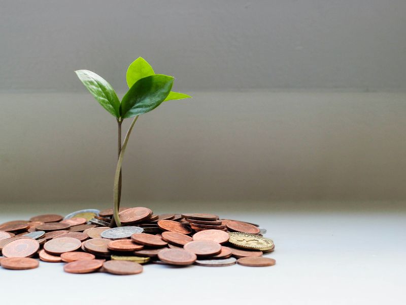 plant inside money